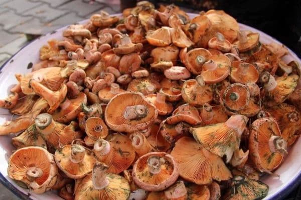 Demre’s Wild Mushroom Is Becoming an Official Brand